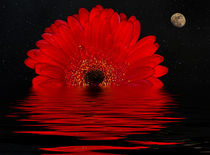 Red Starry Night von Elisabeth  Lucas