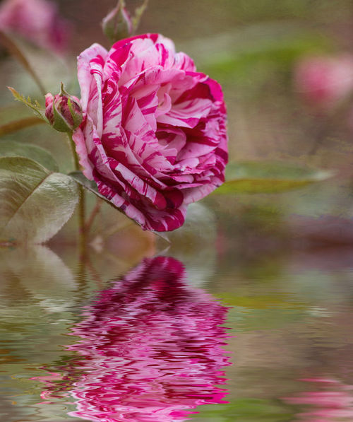 Rose-reflection
