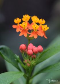 "Blüten-Tanz" by photopoet-wolfram