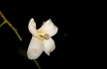 Silk Flower Blossom by Elisabeth  Lucas