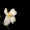 Silk-flower-blossom