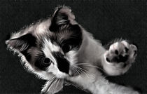 Snowshoe Kitten by Elisabeth  Lucas