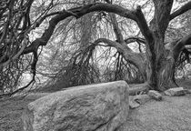 Tree and Stone von Elisabeth  Lucas