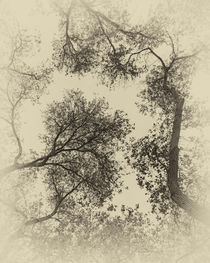 Trees by Elisabeth  Lucas