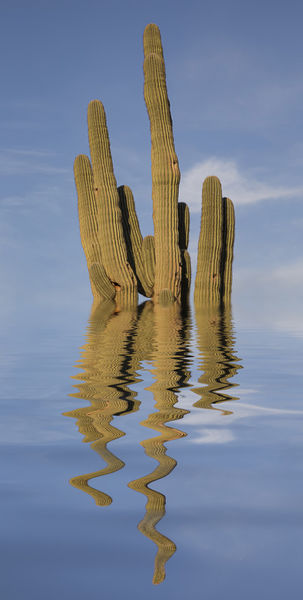 Wet-saguaro