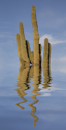 Wet Saguaro by Elisabeth  Lucas