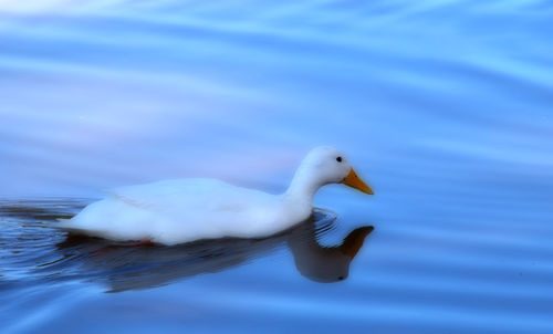 White-duck