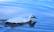 White Duck by Elisabeth  Lucas