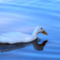 White-duck