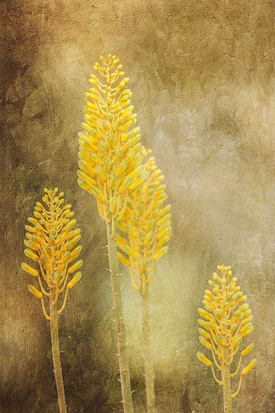 Yellow-aloe-flowers