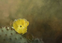 The Sweetest Cactus Flower von Elisabeth  Lucas