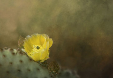 The-sweetest-cactus-flower