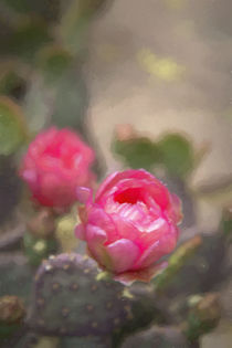 Lovely Cactus Flowers by Elisabeth  Lucas