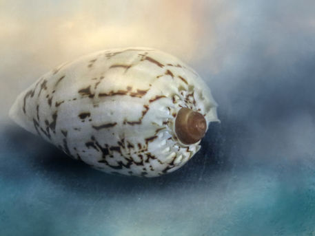 Exotic-sea-shell