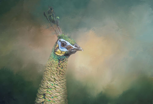 Green-peacock