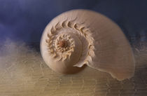 Harber Sea Shell by Elisabeth  Lucas