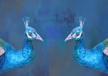 Peacock-love