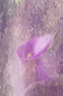 Spring Calla Lily by Elisabeth  Lucas