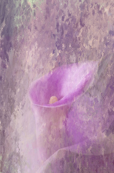 Spring-calla-lily
