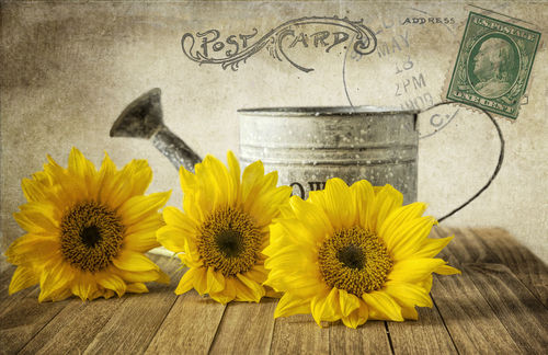 Sunflowers-postcard