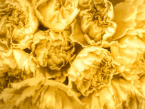 Yellow Carnations von Elisabeth  Lucas