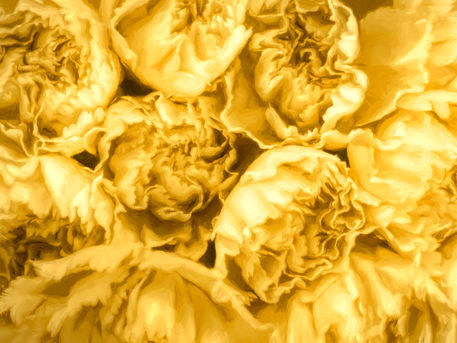 Yellow-carnations