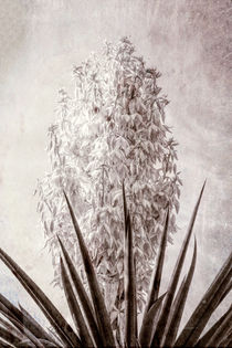Yucca Flower von Elisabeth  Lucas