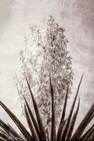 Yucca-flower