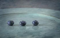 Blueberries by Elisabeth  Lucas