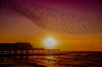 Starlings At Sunset von Sean Langton