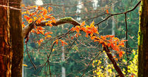Herbstimpression by Eberhard Schmidt-Dranske