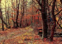 Herbstwald by Eberhard Schmidt-Dranske