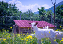 Little Goat von Sean Langton