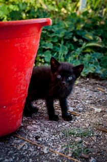 Black Kitten  by Sean Langton