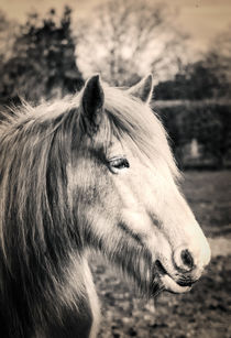Horse. von Sean Langton