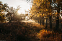 autumn nature von Dmitry Gavrikov
