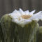 Saguaro-blossom-close-up