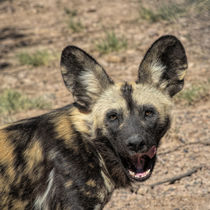 African Painted Dog by Elisabeth  Lucas