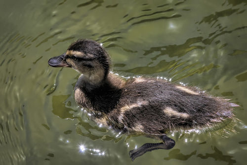 Cute-baby-duck