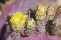 Delightful Desert Cactus by Elisabeth  Lucas