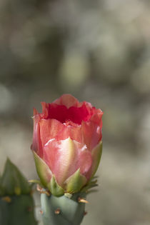 Delightful Red Cactus Flower by Elisabeth  Lucas