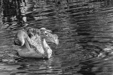Playful-pelican-1-bw
