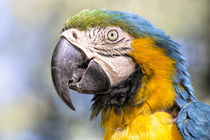 Stunning Macaw von Elisabeth  Lucas