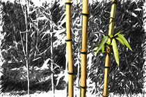 Bambus von mario-s
