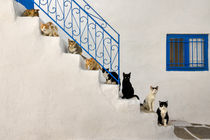 Cats on a stairway in Greek by Katho Menden