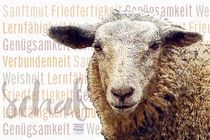 Schaf - Sanftmut im Wollpaket by Astrid Ryzek