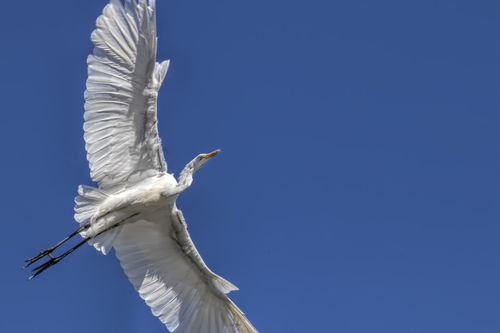 Egret-in-flight