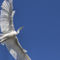 Egret-in-flight