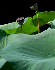Giant lotus by David Halperin