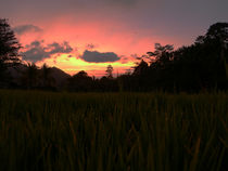 Bali rice field von Felix Van Zyl